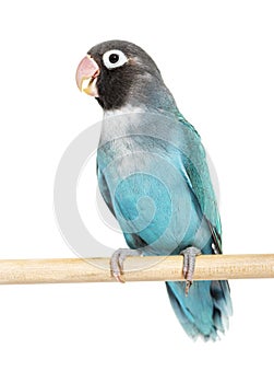 Black Cheecked Lovebird on a wooden perch,  Blue mutation, isola