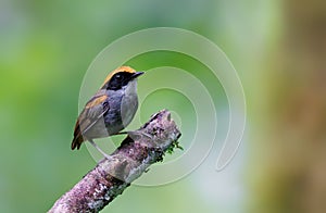 Black-cheeked Gnateater perched on a dead tree trunk