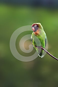 The black-cheeked lovebird Agapornis nigrigenis sitting on a branch with a green background. photo
