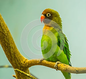 Black cheeked lovebird in closeup, near threatened tropical bird specie from Zambia, Africa photo