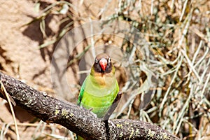 The black-cheeked lovebird is a small parrot species of the lovebird genus, Agapornis nigrigenis photo