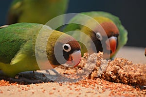 Black-Cheeked Lovebirds (Agapornis Nigrigenis)