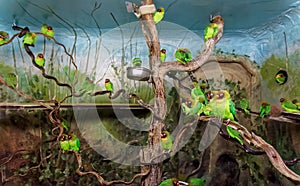 Black Cheeked Lovebirds in Aviary photo