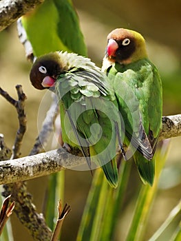 Black-cheeked lovebirds perched on branch