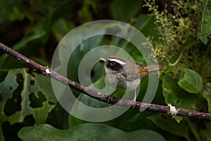 Black-cheeked Warbler Â¬- Basileuterus melanogenys photo