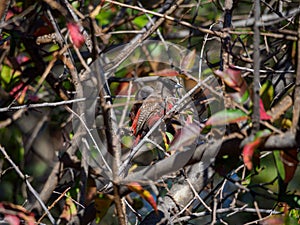 Black-cheeked waxbill, Brunhilda charmosyna. Madikwe Game Reserve, South Africa