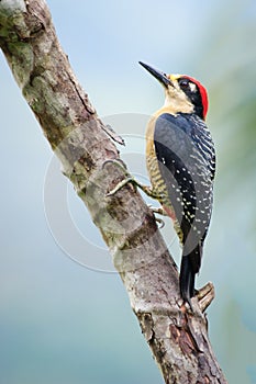 Black-cheeked Woodpecker, Costa Rica photo