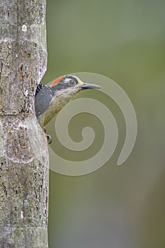 Black-cheeked Woodpecker - Melanerpes pucherani