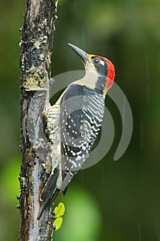 Black-cheeked Woodpecker or Melanerpes pucherani