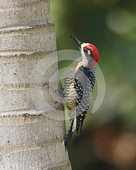 Black-cheeked Woodpecker Melanerpes pucherani