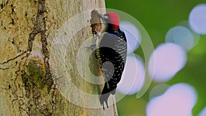 Black-cheeked Woodpecker - Melanerpes pucherani resident breeding bird from southeastern Mexico south to western Ecuador.