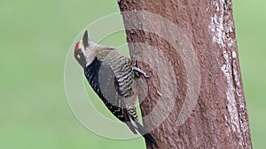 Black-cheeked Woodpecker - Melanerpes pucherani resident breeding bird from southeastern Mexico south to western Ecuador. Woodpeck