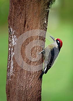 Black-cheeked Woodpecker - Melanerpes pucherani resident breeding black and white and red bird