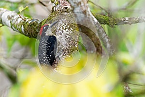 Black-cheeked Woodpecker - Melanerpes pucherani resident breeding black and white and red bird