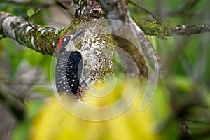 Black-cheeked Woodpecker - Melanerpes pucherani resident breeding black and white and red bird