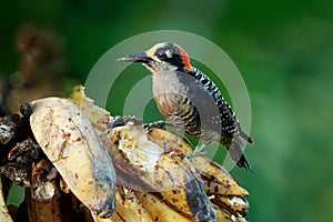 Black-cheeked Woodpecker - Melanerpes pucherani resident breeding black and white and red bird