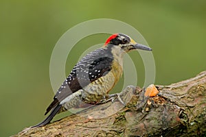 Black-cheeked Woodpecker, Melanerpes pucherani, sitting on the branch with food, Panama photo