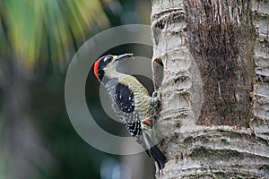 Black cheeked woodpecker is pecking coconut trunk, Costa Rica