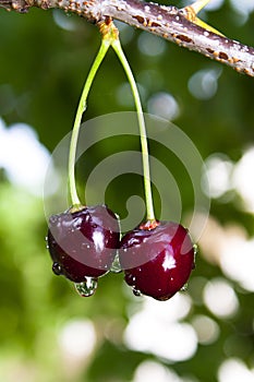 Black Cherries