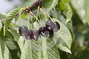 Black cherries on the branch