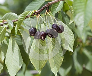 Black cherries on the branch
