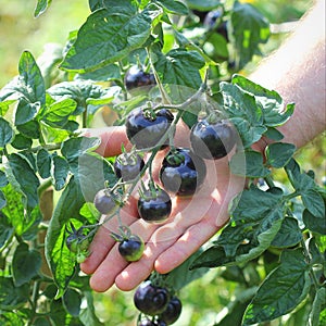 Black cherry tomato fruits. Holding bunch tomatoes in the hand