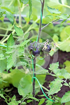 black cherry tomatoes on a branch with flowers