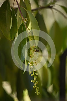 Black cherry tree or also known as `capuli`