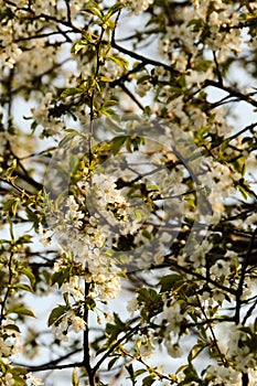 Black cherry tree (prunus serotina) white blossoms