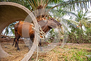 A black chesnut coloured calf standing alone  and eating the grass with oil palm tree on background, soft fous blurred photo
