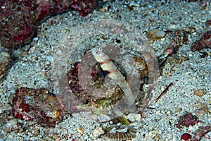 Black-Chest Shrimp-Goby Amblyeleotris guttata