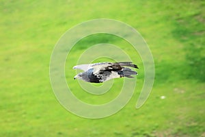 Black-chested buzzard-eagle