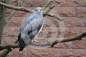 Black-chested buzzard-eagle