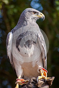 Black chested buzzard eagle, aguja