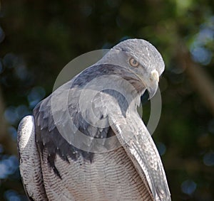 Black chested buzzard eagle, aguja photo