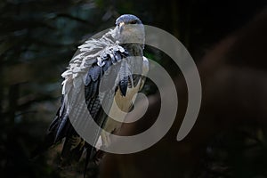 Black-chested Buzzard-eagle - Bird of Prey