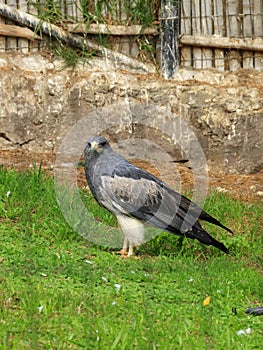 Blackchested Buzzard Eagle photo