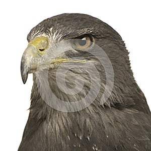 Black-chested Buzzard-eagle () - Geranoaetus melan photo