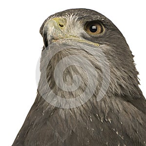 Black-chested Buzzard-eagle () - Geranoaetus melan