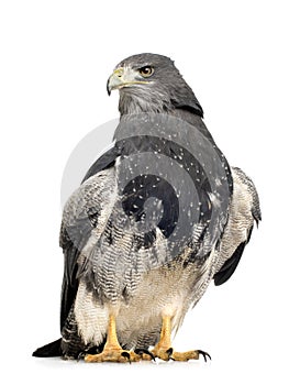 Black-chested Buzzard-eagle () - Geranoaetus melan photo