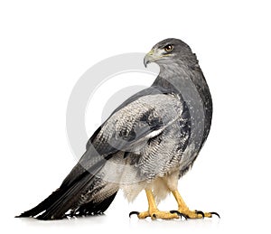 Black-chested Buzzard-eagle - Geranoaetus melanole photo