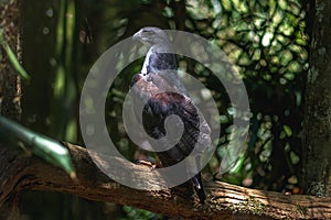 Black-chested Buzzard-eagle - Bird of Prey