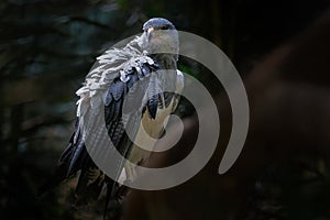 Black-chested Buzzard-eagle - Bird of Prey photo