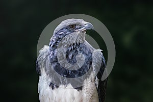 Black-chested Buzzard-eagle - Bird of Prey photo