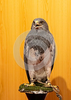 Black-chested buzzard-eagle, Geranoaetus melanoleucus, bird of prey used in falconry. photo