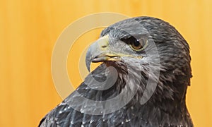 Black-chested buzzard-eagle, Geranoaetus melanoleucus, bird of prey used in falconry. photo