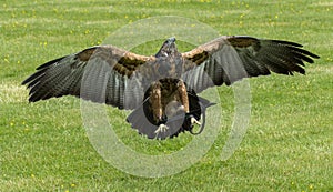 Black-chested buzzard-eagle photo