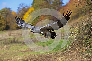 BLACK-CHESTED BUZZARD-EAGLE geranoaetus melanoleucus, IN FLIGHT photo