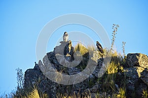 Black chested Buzzard eagle,  Geranoaetus melanoleucus, Highland grasslands in Pampa de Achala ,