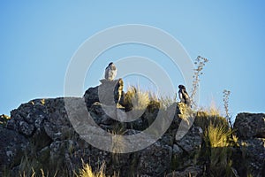 Black chested Buzzard eagle,  Geranoaetus melanoleucus, Highland grasslands in Pampa de Achala , Quebrada del Condorito